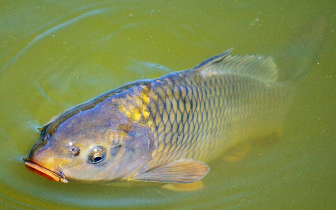 A Taste of Tradition: Carp in Porchetta from Lake Trasimeno