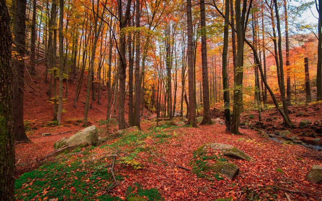 Novembre in agriturismo, tra tradizione, natura e cultura